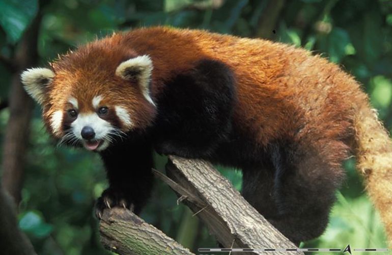 Wild & Ancient China