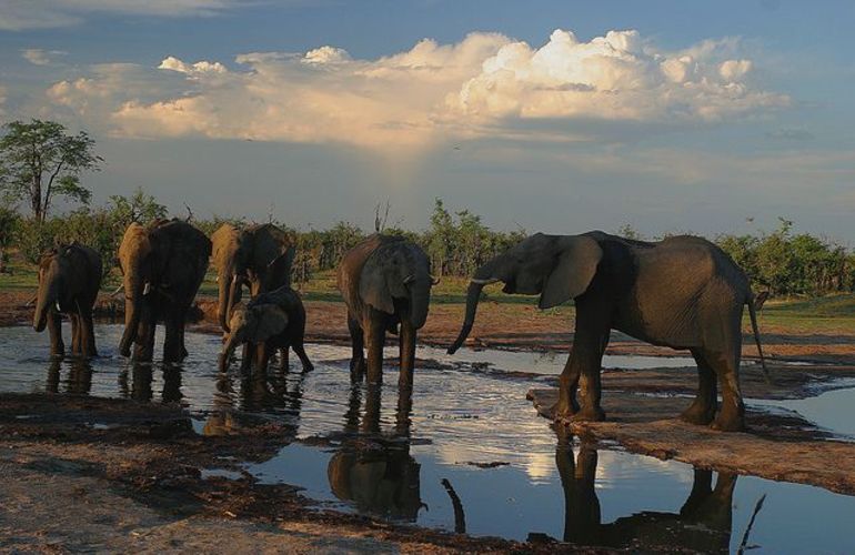 Explore the Landscapes and Wildlife of Botswana Elephant Trail