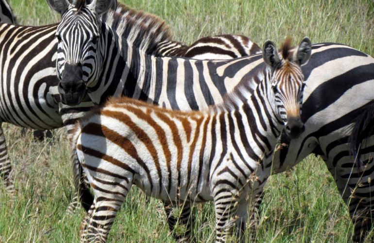 Grand Safari - 15 Day Tour