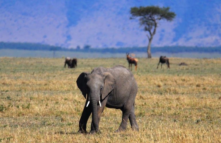 The Micato Grand Safari: The Pinnacle of Luxury Safari Adventure