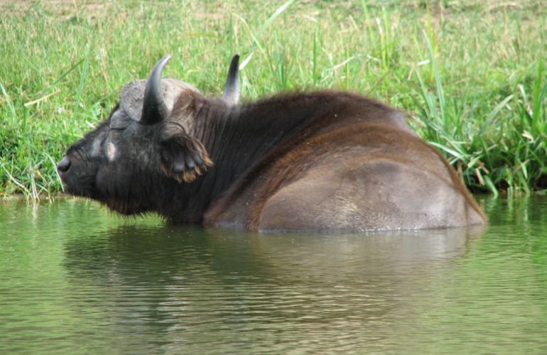 Discover the Cultural Heritage of Uganda, Rwanda & Kenya in this 19-Day Wildlife Adventure