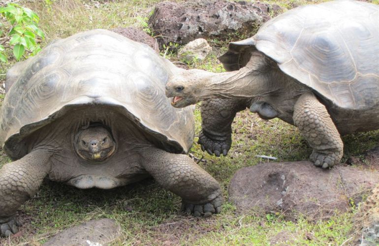 Voyage Galapagos: 7-Day G3 Cruise & Wildlife Adventure in Central Islands