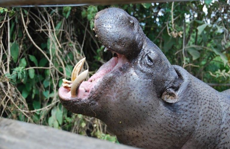 The Micato Grand Safari: The Pinnacle of Luxury Safari Adventure
