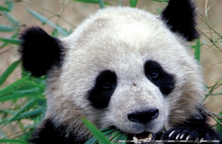 Wild & Ancient China
