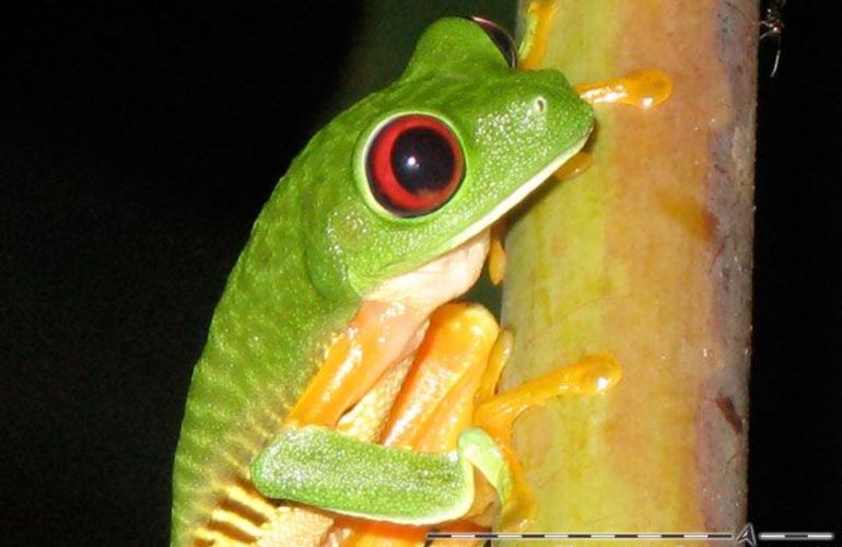 The Natural Jewels of Costa Rica
