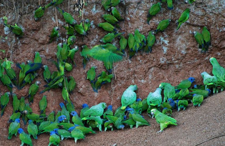 Spend 5 Days Exploring the Amazon of Ecuador
