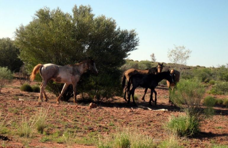 Central Australia Outback Odyssey Through the Northern Territory