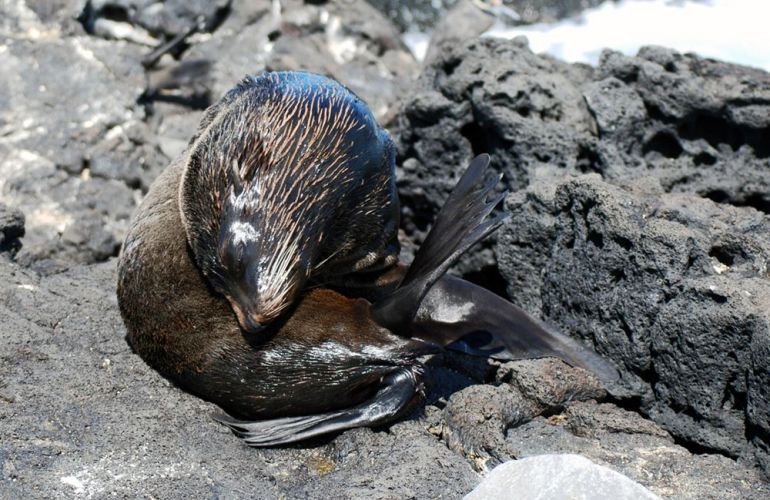 Comfort Galapagos - 6 Days G4 Cruise & Wildlife Adventure in North Islands