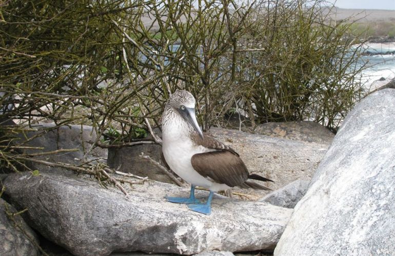 Ecuador's Galapagos Islands (Ecological wonderlands of the Galapagos Islands) - Tour Length: 8 Days