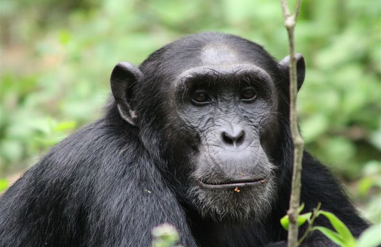 African Culture And Wildlife Viewing on Addis to Zanzibar Adventure