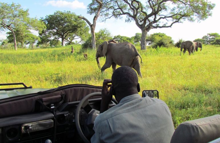 Search out and photograph diverse wildlife in Tarangire Safari Experience