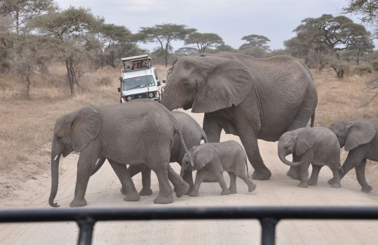 Search out and photograph diverse wildlife in Tarangire Safari Experience