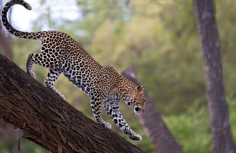 The Hemingway Wing Safari: 14 Days Exploring the Old Africa in Style