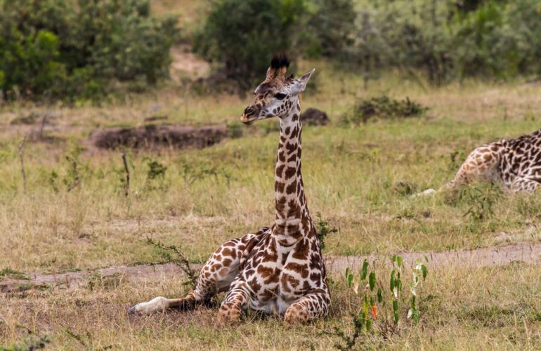 African Culture And Wildlife Viewing on Addis to Zanzibar Adventure