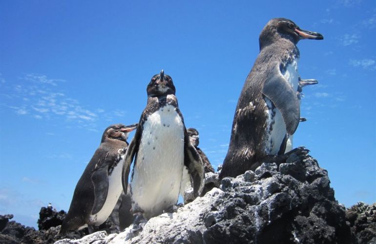 Comfort Galapagos - 6 Days G4 Cruise & Wildlife Adventure in North Islands