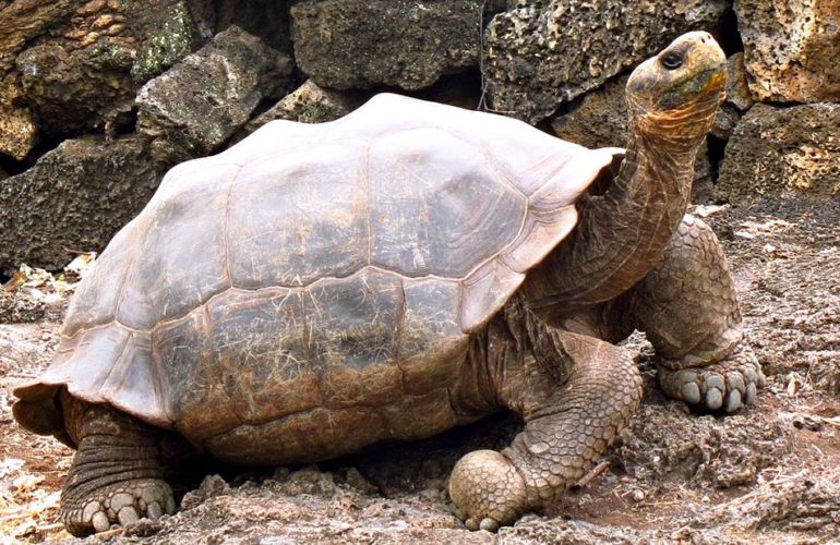 Ecuador's Galapagos Islands (Ecological wonderlands of the Galapagos Islands) - Tour Length: 8 Days