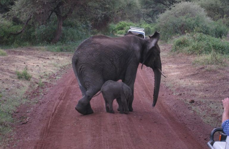 Serengeti: The Ultimate Safari Experience