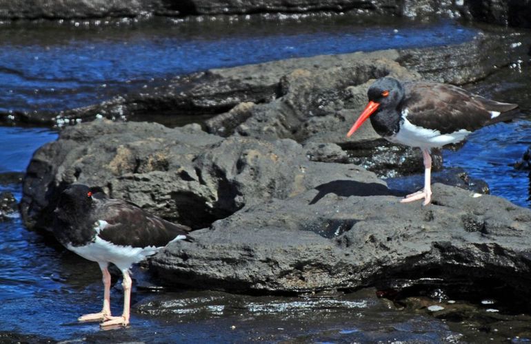 Comfort Galapagos - 6 Days G4 Cruise & Wildlife Adventure in North Islands