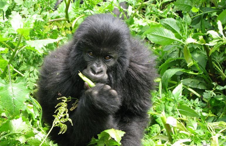7 Day Gorillas in Rwanda and Chimps and Wildlife in Uganda