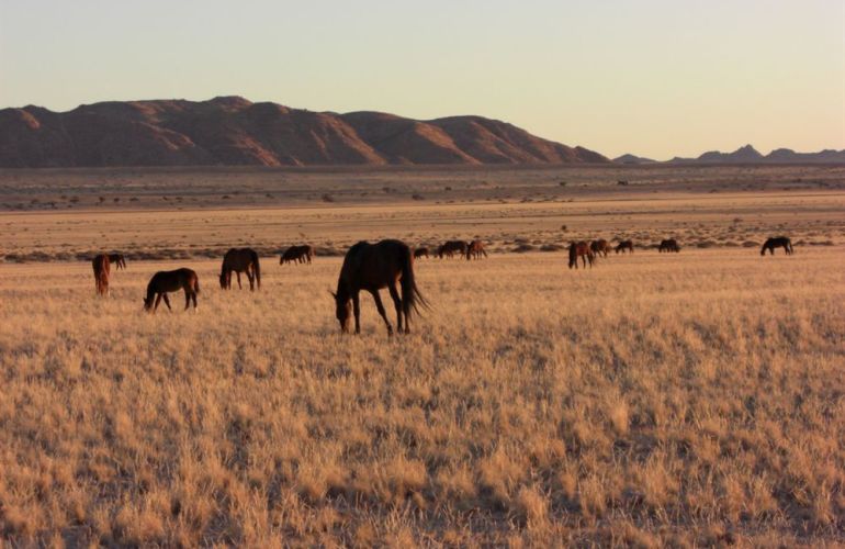 Southern African Circuit: 32-Day Cultural & Wildlife Adventure