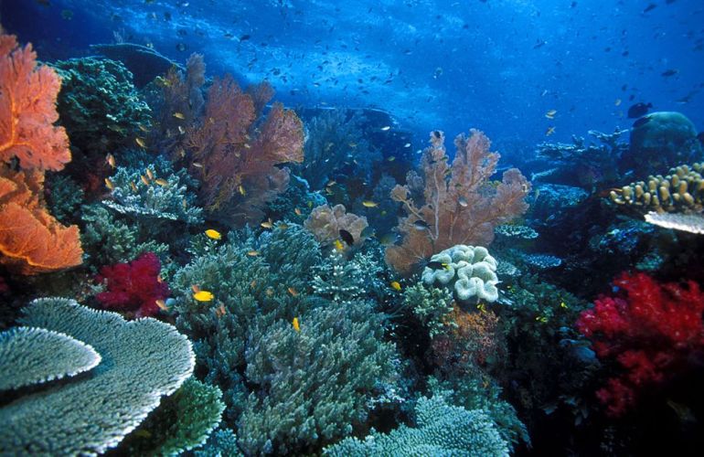 Snorkeling in the Remote Islands of the Coral Triangle - Misool Archipelago