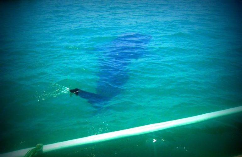 Snorkeling and Sea Kayaking in Palawan: See the Whale Sharks and the Magical Underwater World of the