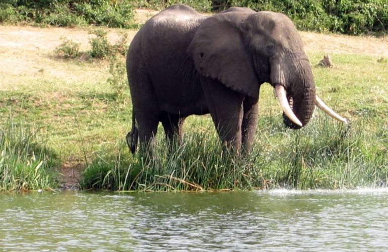 7 Day Gorillas in Rwanda and Chimps and Wildlife in Uganda