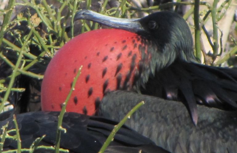 Comfort Galapagos - 6 Days G4 Cruise & Wildlife Adventure in North Islands
