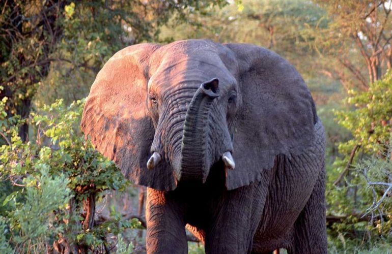 Southern African Circuit: 32-Day Cultural & Wildlife Adventure