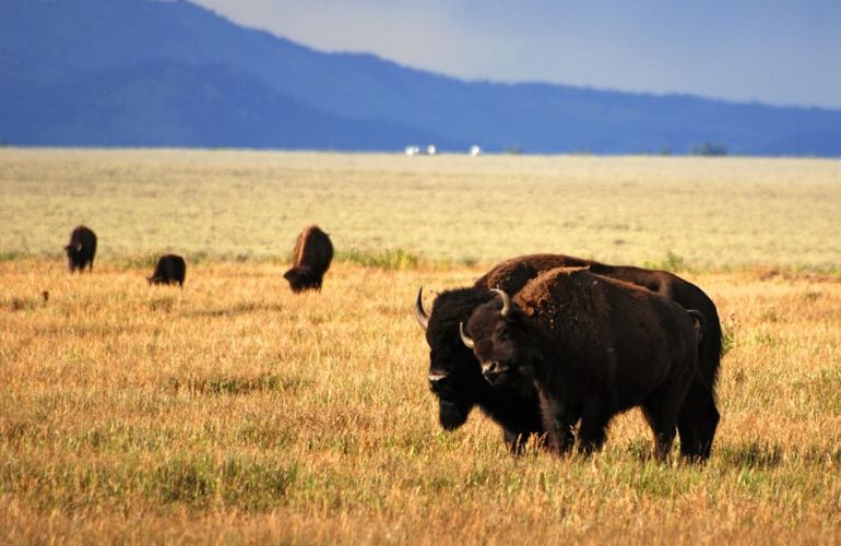 Wyoming Family | Yellowstone/Teton