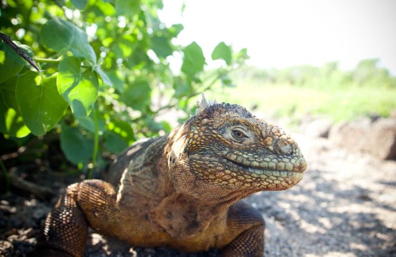 Galápagos Islands Sailing and Multi-Sport Adventure