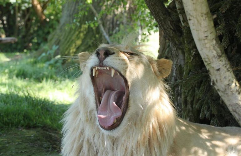 Search out and photograph diverse wildlife in Tarangire Safari Experience