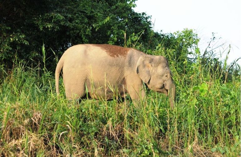 Borneo - Into the Heart of the Rainforest