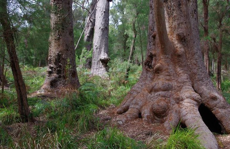 Bibbulmun Track