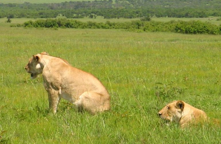 The Hemingway Wing Safari: 14 Days Exploring the Old Africa in Style
