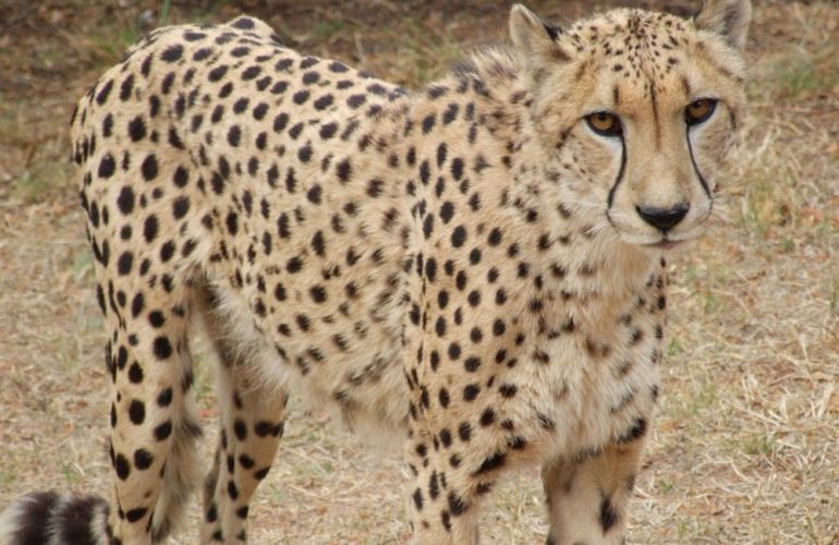 Essence of South Africa - 14 Day Tour
