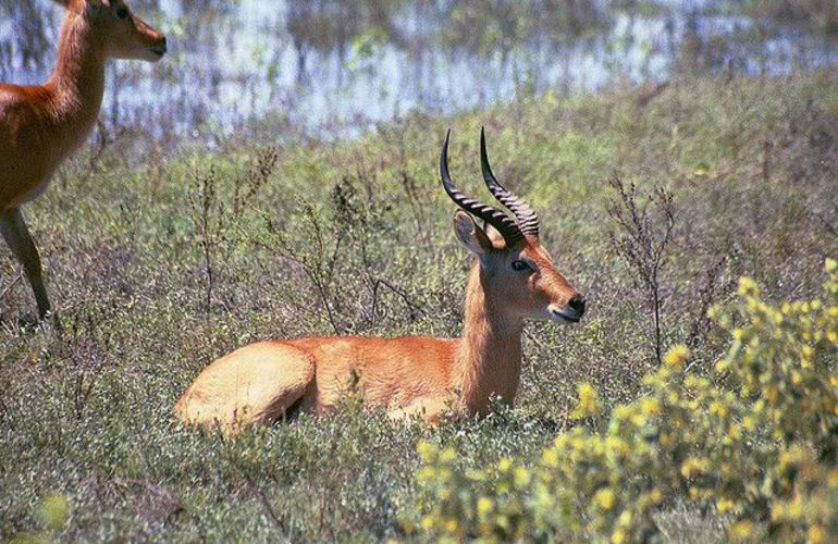 Explore the Landscapes and Wildlife of Botswana Elephant Trail