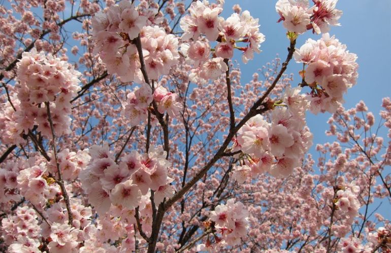 Experience Japan from the Neon Lights of Tokyo to Kyoto's Temples