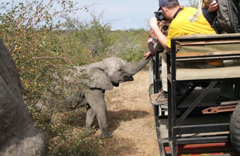 Search out and photograph diverse wildlife in Tarangire Safari Experience
