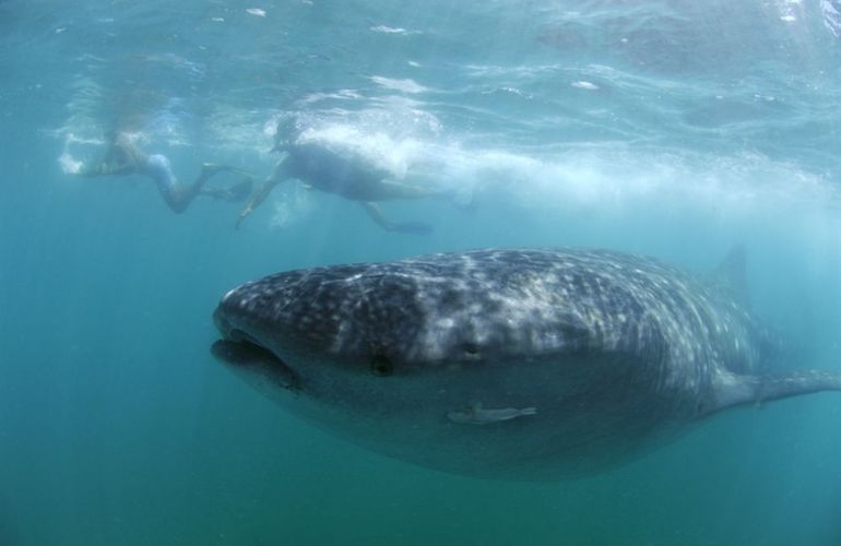 Snorkeling and Sea Kayaking in Palawan: See the Whale Sharks and the Magical Underwater World of the