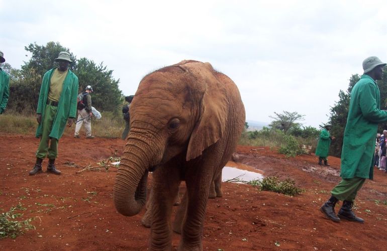 Grand Safari - 15 Day Tour
