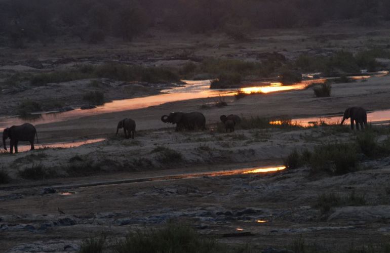 South African Safari and Victoria Falls