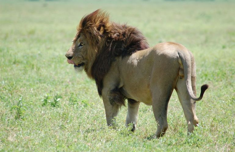 The Micato Grand Safari: The Pinnacle of Luxury Safari Adventure
