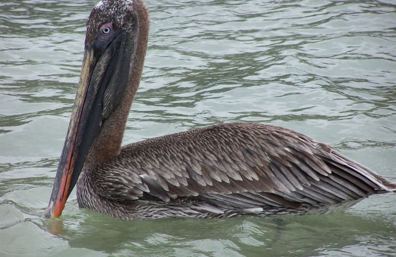 Voyage Galapagos: 7-Day G3 Cruise & Wildlife Adventure in Central Islands