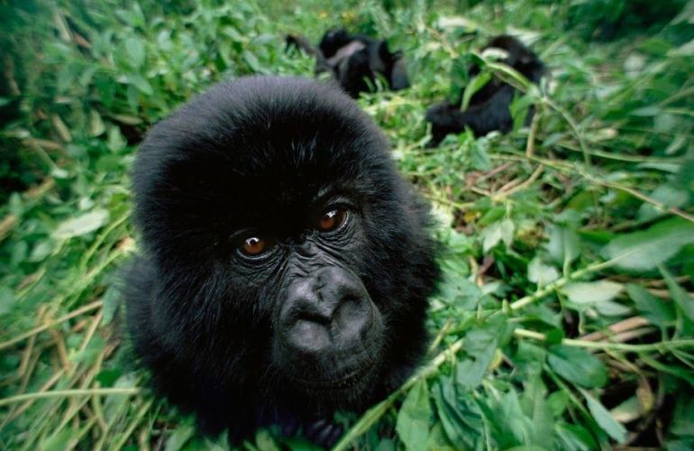 8 Day - Gorillas in the Virungas and Bwindi 