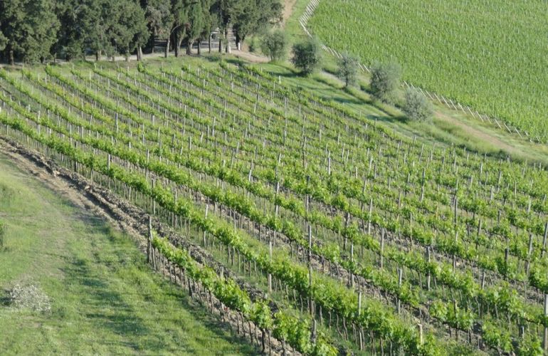 Tuscan Wine Treasures: Chianti, Brunello & Vino Nobile