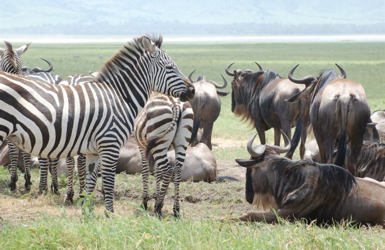 The Micato Grand Safari: The Pinnacle of Luxury Safari Adventure