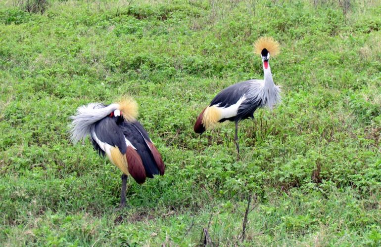 Grand Safari - 15 Day Tour