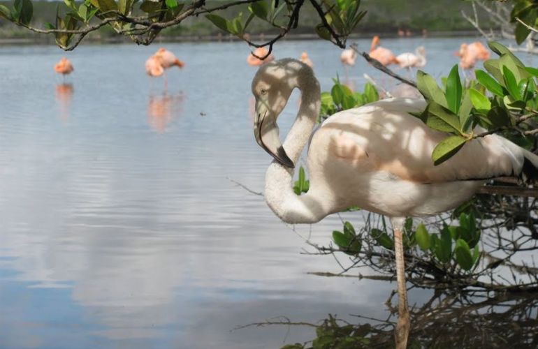 Ecuador's Galapagos Islands (Ecological wonderlands of the Galapagos Islands) - Tour Length: 8 Days