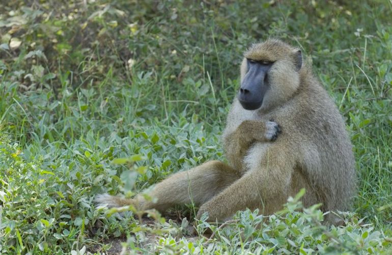 Grand Safari - 15 Day Tour